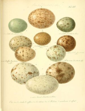 The Oologist’s Cabinet