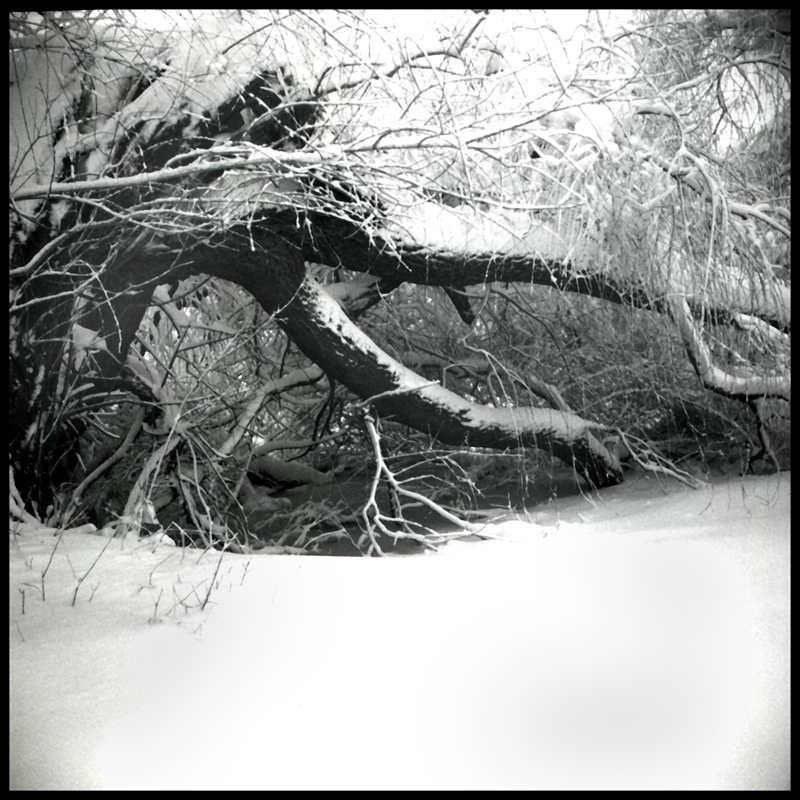 "Viola in Midwinter"